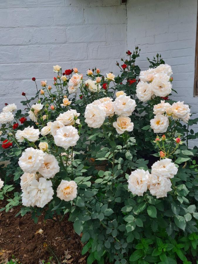 Piccadilly Farm Cottages Lions River エクステリア 写真