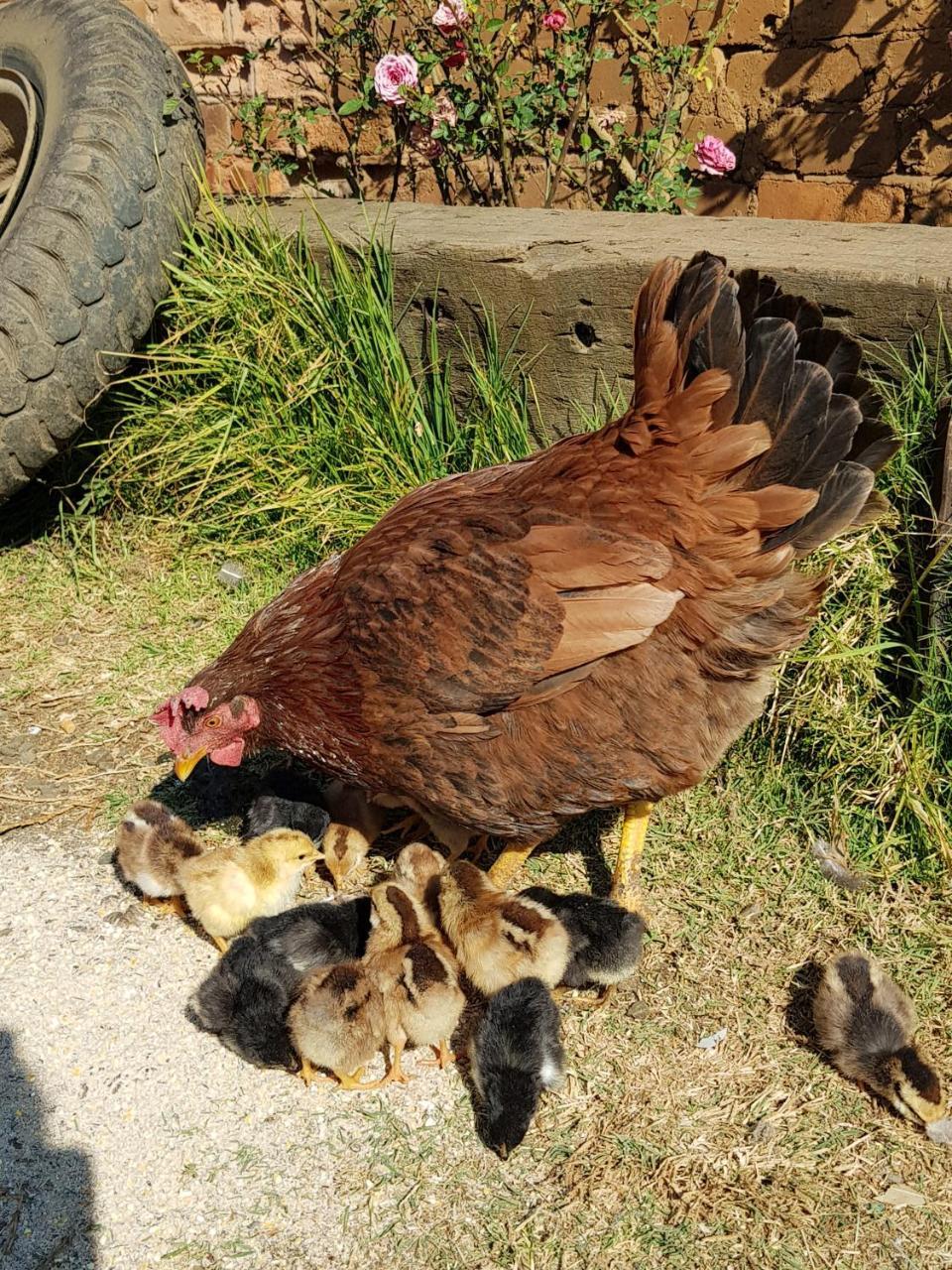 Piccadilly Farm Cottages Lions River エクステリア 写真
